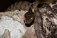 Boiga
