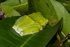 Rhacophorus malabaricus