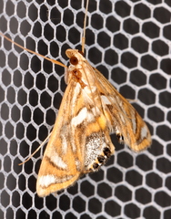 Margarosticha euprepialis