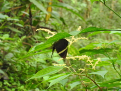Abisara fylla