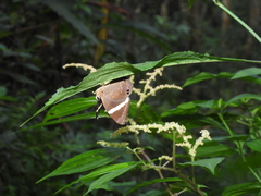 Abisara fylla