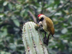 Colaptes atricollis