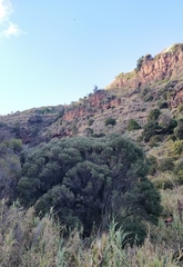 Olea europaea image