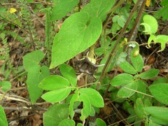 Dictyanthus reticulatus