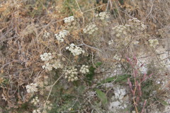 Pimpinella titanophila