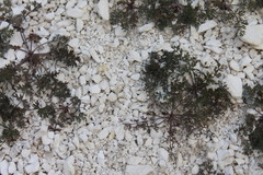 Pimpinella titanophila
