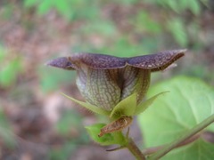 Dictyanthus reticulatus