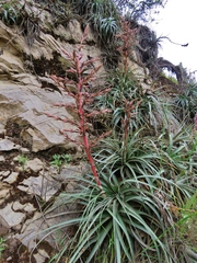 Puya roezlii