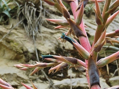 Puya roezlii