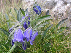 Campanula alpina