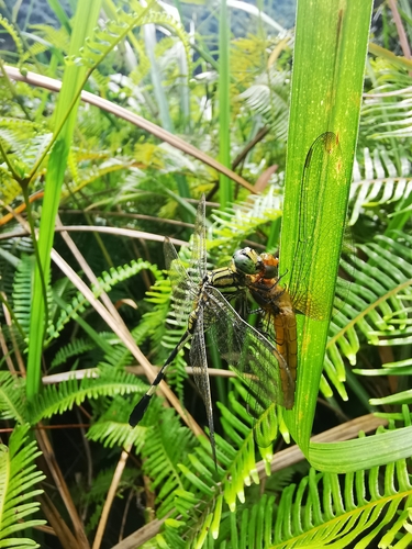 Slender Skimmer