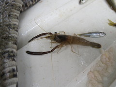 Macrobrachium asperulum