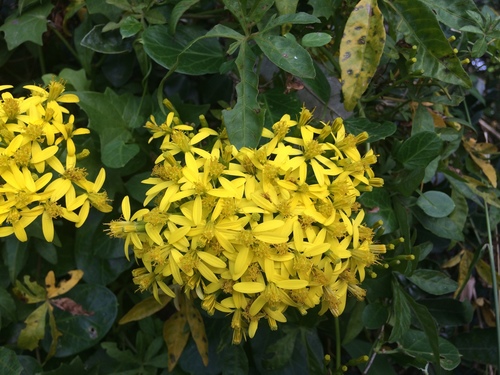 Senecio tamoides