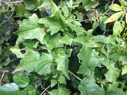 Senecio tamoides