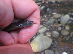Rhinogobius candidianus