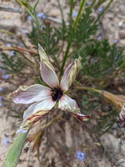 Monsonia speciosa