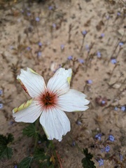 Monsonia speciosa