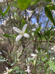 Clematis clitorioides