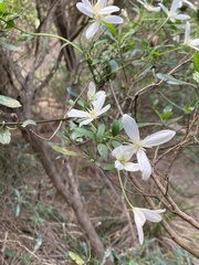 Clematis clitorioides