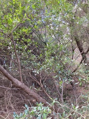 Clematis clitorioides