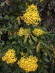 Senecio tamoides