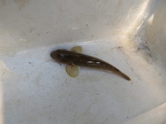 Rhinogobius candidianus