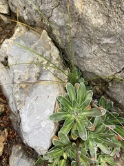 Saxifraga hostii
