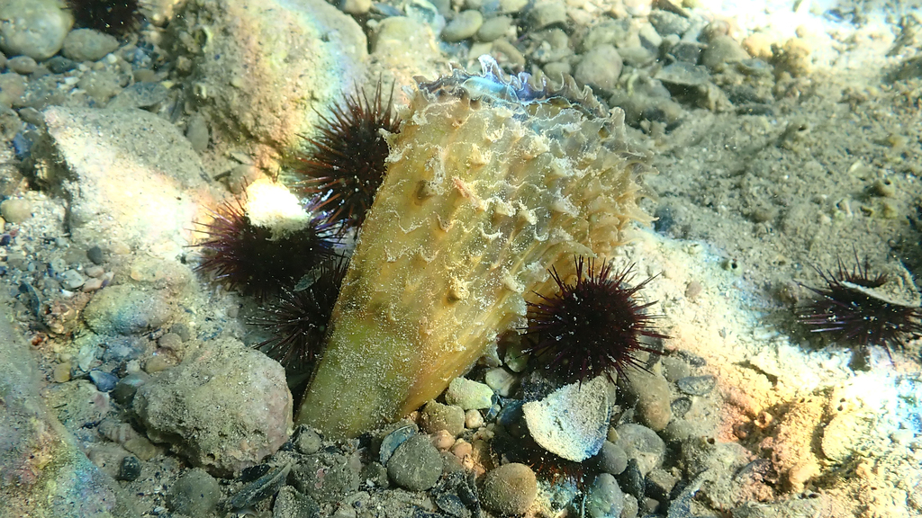 Foto de Nacra (Pinna nobilis)