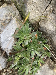 Saxifraga hostii
