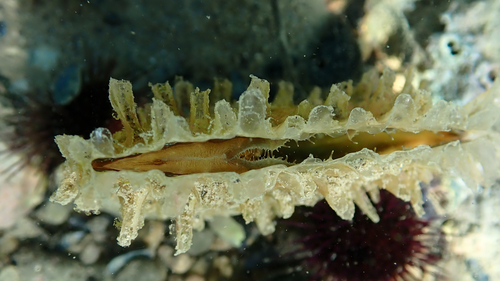 Foto de Nacra (Pinna nobilis)