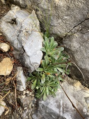 Saxifraga hostii