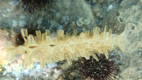 Foto de Nacra (Pinna nobilis)