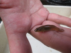 Rhinogobius rubromaculatus