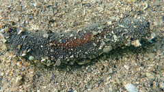 Holothuria poli