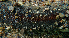 Holothuria poli