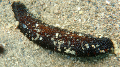 Holothuria poli
