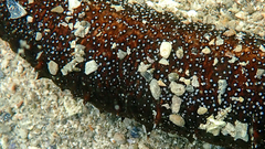 Holothuria poli