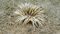 Condylactis aurantiaca