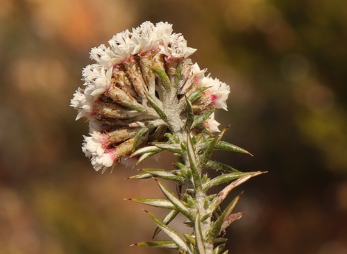 Metalasia massonii S.Moore