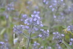 Nepeta parviflora