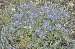 Nepeta parviflora