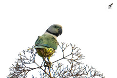 Psittacula columboides