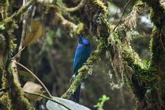 Black-Collared Jay photo 3