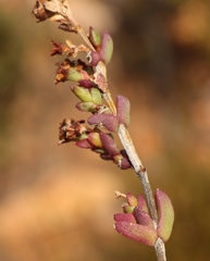 Ruschia cymbifolia