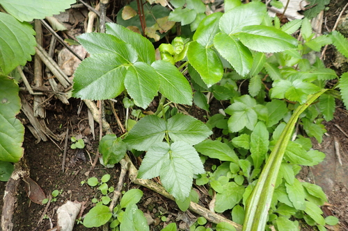 Image of Koheriki (Scandia rosifolia) by (c) Oscar Dove, some rights reserved (CC BY)