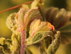 Hermannia salviifolia