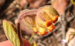 Hermannia salviifolia