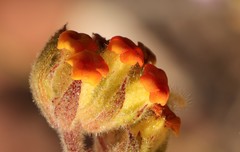 Hermannia salviifolia