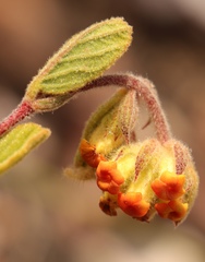 Hermannia salviifolia