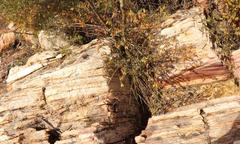 Hermannia aff-denudata